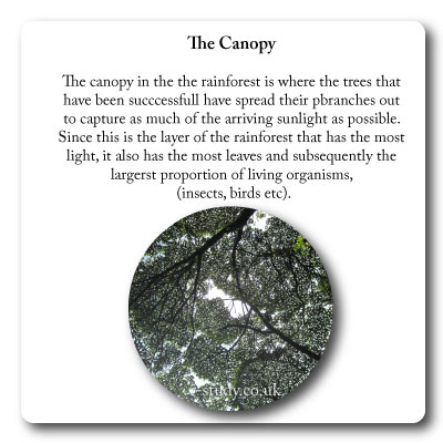 rainforest canopy characteristics